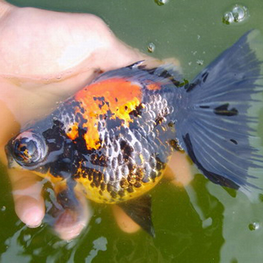 Tri-color Moor with Butterfly Tail