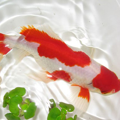 Red and White Commom Goldfish