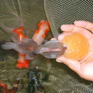 Chocolate and White Oranda