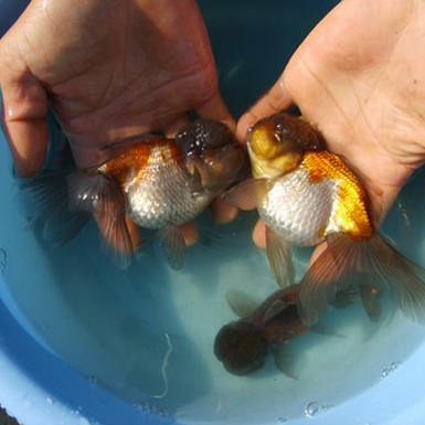 Chocolate and White Oranda