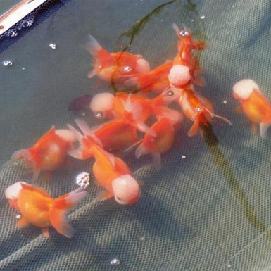 White cap Oranda