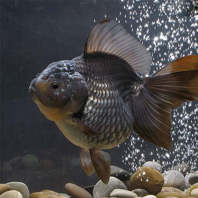 Blue Oranda