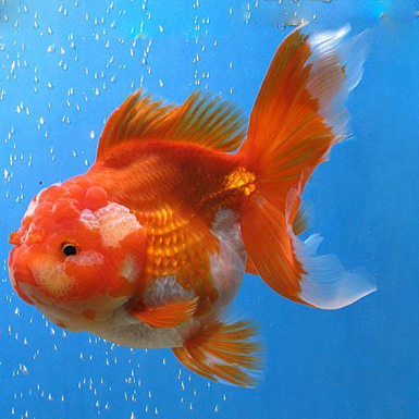 Red and White Oranda