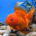 Red Oranda