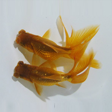 Chocolate Oranda with pompons