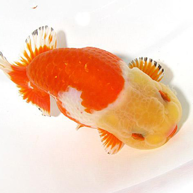 Red and White Ranchu