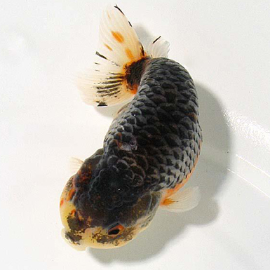 Tri-colour Ranchu