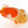 Red and White Ranchu