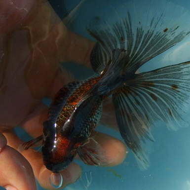 Tri-colour  Ryukin with broad tail