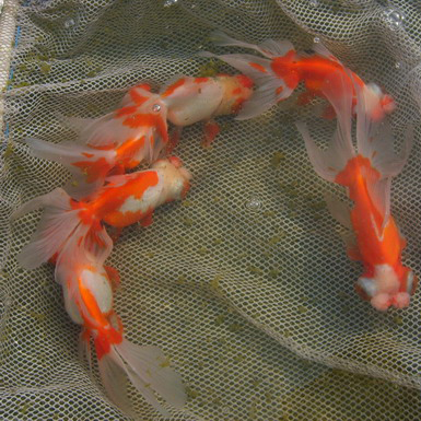 Red and White moor with pompons